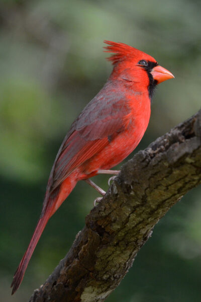 13 (-4,13,9,-1,-6,-15)